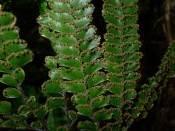 Adiantum hispidulum. Abaxial surface of fertile frond with mature “indusia” on the acroscopic and distal margins of the lamina segments.
 Image: L.R. Perrie © Te Papa CC BY-NC 3.0 NZ